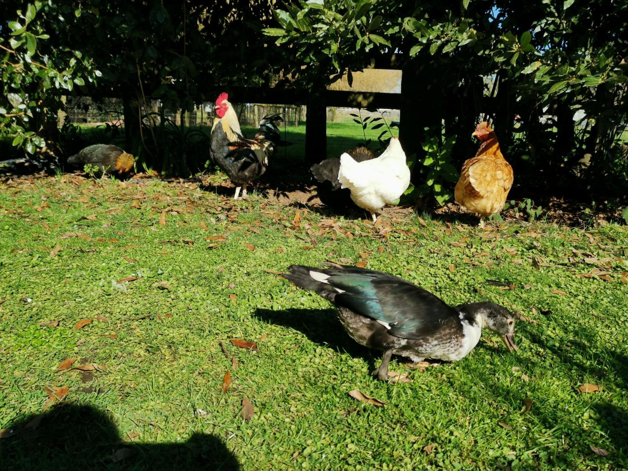 Farm Stay Right On Te Awa River Bike Trail Tamahere Екстер'єр фото